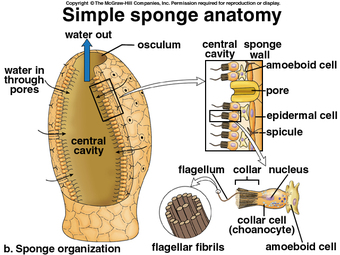 cells of pinacoderm layer can contract to help sponge move